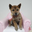 회성동225 이미지