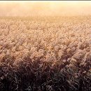 순천만 쉼표 이미지