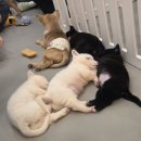 다시사랑받개 | 📝중랑구 망우동 애견카페 | 아기 강아지 천국 [다시 사랑받개] 후기🐶