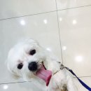 24시 안박동물병원 이미지