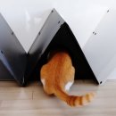 고양이집:고집 이미지