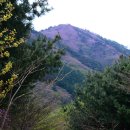 진달래화원 이미지