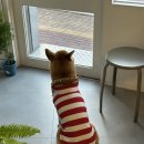 펫도담 | 신상 카페 무토 방문 후기｜상주 시바견 ‘도담이’ 만났어요