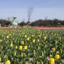 튤립 이미지