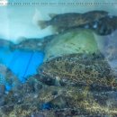 그집쏘가리 이미지