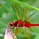 고추잠자리 이미지