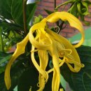 일랑일랑 이미지