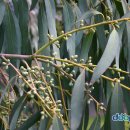 Eucalyptus radiata(유칼립투스 라디에타) : intergration (통합) 이미지