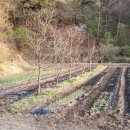 서화농장 이미지