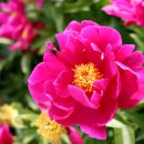 모란모란 이미지