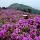 전남 장흥 제암산(807m)~철쭉산행 이미지