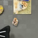엠오에프 | 동명동 오에프엠 스튜디오 우리 댕댕이 하나뿐인 굿즈 만들기 🐶