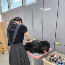 진주애견 네이버블로그