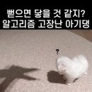 어쩌다 가위손~ 이미지