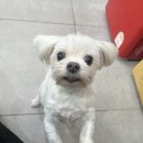 멍멍하개 이미지