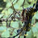🕷️ 무당거미 짝짓기 실시간 정자 전달 장면 포착 ✨ 특종 · 자연의 신비 📍 대전 신봉 야산에서 취재 이미지