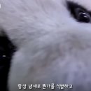 아니 생긴거 ㅈㄴ인형이지않아? 이미지