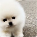 베이비몽 인천논현점 | 인천청라에서 강아지 분양, 베이비몽 강아지분양 인천청라점 방문 후기:))