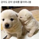 강아지도 좋아하는 냄새 이미지