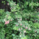 비내길 1구간 이미지