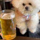 모아 dog 이미지
