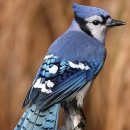 블루 blue 이미지