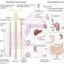 Re:Anatomy, Autonomic Nervous System 이미지