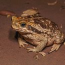 금두꺼비 이미지