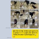 천안중 | 천안중대형견호텔 안녕똑독아/안똑에 가을이 찾아왔어요🍂/대형견호텔링 후기