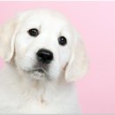 베이비몽 강아지분양 인천청라점 이미지