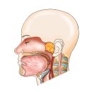 두경부암(Head and Neck Cancer) 종양혈액질환이란? 이미지