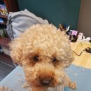 더 뷰티 독 이미지