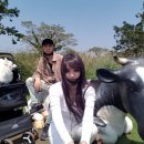 연사랑 목장 이미지