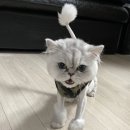 묘발소 이미지