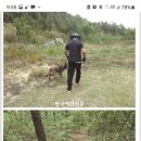 노일호 특수목적견 이미지