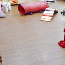 펫패밀리