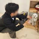 독클래스 | [용산/경리단길] 독클래스, Dog Class | 반려견훈련