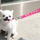 강아지네임택, 에듀펜샵에서 직접 구매한 리얼 후기