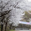 춘천 부귀리 벚꽃길걷기. 이미지