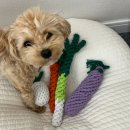 펫리즈 | 강아지 터그놀이 필수템｜플로피 채소 펫장난감 후기