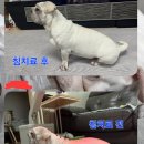 위런한방재활동물병원 이미지