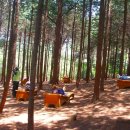 편백나무숲 이미지