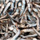 기선권현망수산업협동조합(멸치권현망수협) 이미지