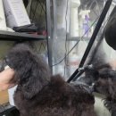 하이켄넬 이미지