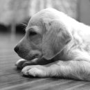 미소동물의료센터 이미지