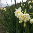 수선화민박 이미지