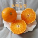 보배농장 | 보배농장 제주도 레드향 후기