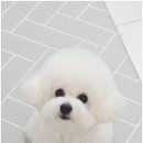 까미랑몽이 | 청라애견호텔, 반려견 미용과 편안한 휴식까지 책임지는 까미랑몽이