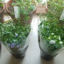 플라워테일 flower tale