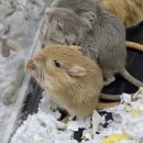 이담펫 | 26년 첫행사 렙타일포럼 후기